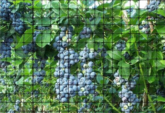 Blueberry δέντρο προστασίας